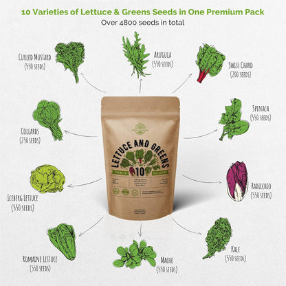 Organo Republic 10 Lettuce & Salad Greens Seeds Variety Pack 4800+ Non-GMO Heirloom Lettuce Seeds for Planting Indoors & Outdoors Garden, Hydroponics - Arugula, Radicchio, Kale, Spinach, Swiss Chard
