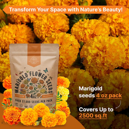 Marigold Seeds Pack 1 oz - Over 9,250 Non-GMO Heirloom Marigold Seeds for Planting Indoor & Outdoor Gardening, Flower Seed for Planting Home and Garden, Flowers Seed in Individual Packet